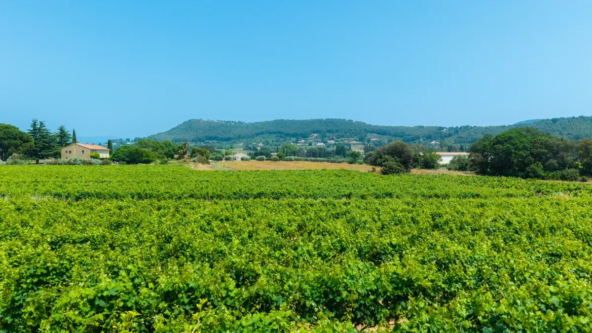 Photo 2 - Maison de vigneron vue sur les vignes et la mer 